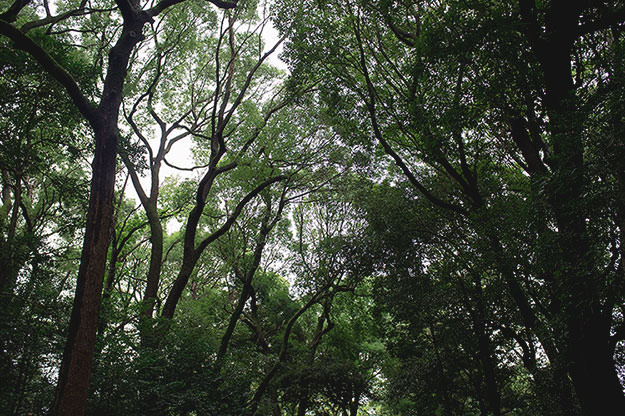 Photo taken as part of the blog 15 Days in Japan by Nuno Coelho Santos