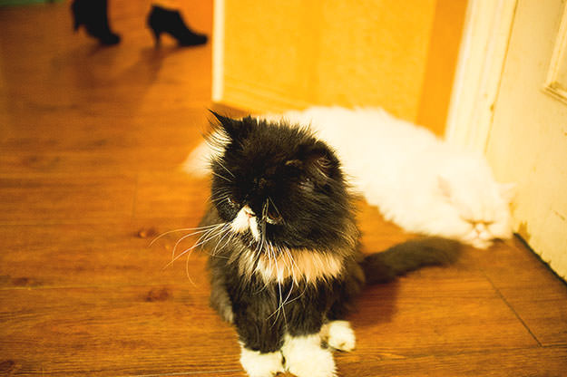 Photo taken as part of the blog 15 Days in Japan by Nuno Coelho Santos