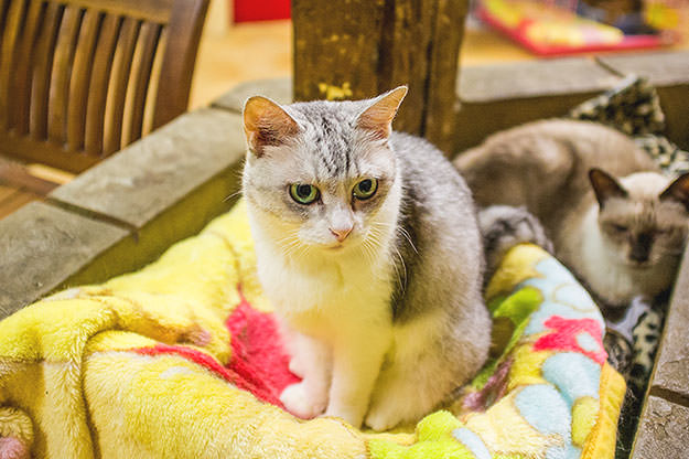 Photo taken as part of the blog 15 Days in Japan by Nuno Coelho Santos