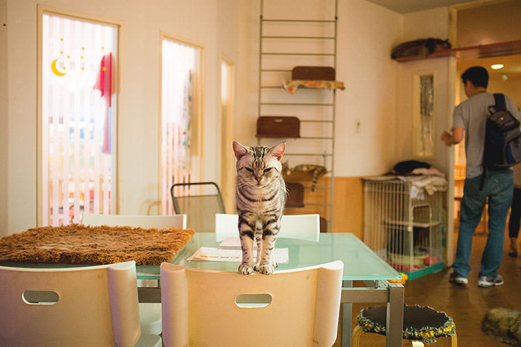 Photo taken as part of the blog 15 Days in Japan by Nuno Coelho Santos