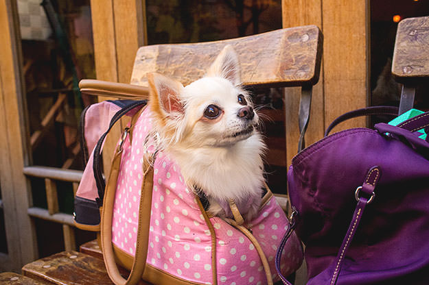 Photo taken as part of the blog 15 Days in Japan by Nuno Coelho Santos