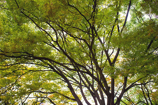 Photo taken as part of the blog 15 Days in Japan by Nuno Coelho Santos