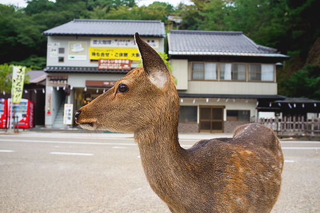 Photo taken as part of the blog 15 Days in Japan by Nuno Coelho Santos