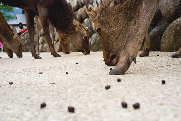 Photo taken as part of the blog 15 Days in Japan by Nuno Coelho Santos