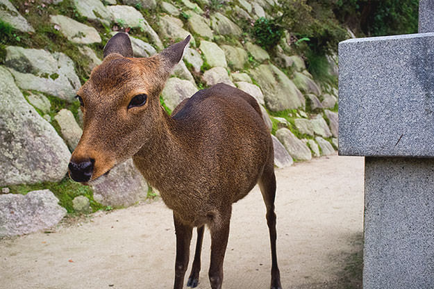 Photo taken as part of the blog 15 Days in Japan by Nuno Coelho Santos