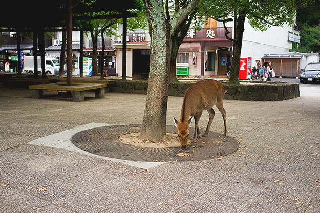 Photo taken as part of the blog 15 Days in Japan by Nuno Coelho Santos